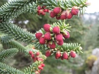 Abies pinsapo İspanyol göknarı fidanı