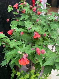 Abutilon megapotanicum Red Trumpet Ağaç Küpelisi Fidanı