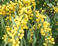 Acacia retinoides İzmir Mimoza fidanı