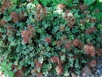 Acaena buchananii Yeni Zelanda koyun çapak fidesi