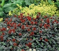 Acaena microphylla Kupferteppich Kırmızı Yeni Zelanda Koyun çapak fidesi