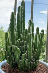 Acanthocereus tetragonus Perili Şato Kaktüsü