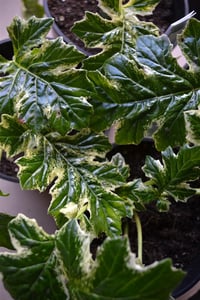Acanthus alacalı ayı pençesi mollis Tasmanian Angel