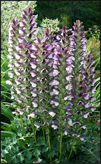 Acanthus hungaricus Pembe ayı pençesi fidesi