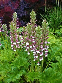 Acanthus mollis Ayı pençesi fidesi