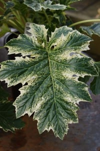 Acanthus mollis Whitewater Alacalı Ayı pençesi fidesi