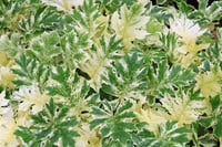Acanthus mollis Whitewater Alacalı Ayı pençesi fidesi