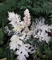 Acanthus mollis Whitewater Alacalı Ayı pençesi fidesi