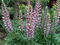 Acanthus spinosus Dikensiz Kenger Otu Ayı pençesi fidesi