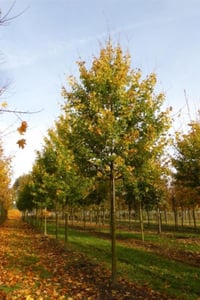 Acer campestre Elsrijk Akçaağaç fidanı