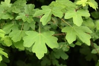 Acer campestre Ova Akçaağacı fidanı