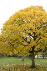 Acer cappadocicum Aureum Altuni Beş parmak akçaağaç fidanı