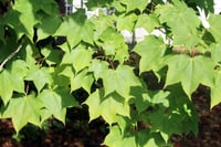 Acer cappadocicum fidanı Beş parmak akçaağacı fidanı