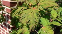 Acer japonicum Aconitifolium Japon akçaağaç fidanı