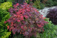 Acer japonicum Aconitifolium Japon akçaağaç fidanı