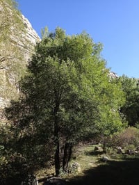 Acer monspessulanum Fransız akçaağaç fidan