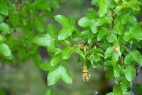 Acer monspessulanum Fransız akçaağaç fidan