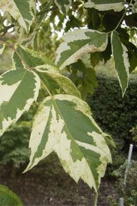 Acer negundo Argenteomarginatum Beyaz alacalı Negundo Akçaağaç