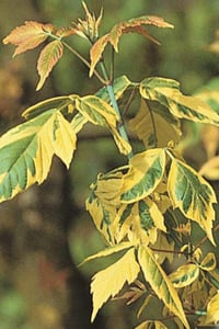 Acer negundo Aureomarginatum Sarı alacalı Negundo Akçaağaç fidanı