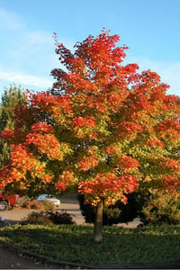 Acer Pacific sunset warren red akçaağaç fidanı