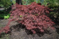 Acer palm. Dissectum Crimson Queen Sarkık Kırmızı Akçaağaç fidanı