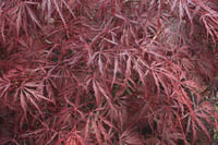 Acer palm. Dissectum Crimson Queen Sarkık Kırmızı Akçaağaç fidanı