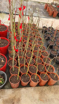 Acer palm. Dissectum Crimson Queen Sarkık Kırmızı Akçaağaç fidanı