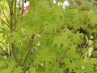 Acer palmatum Aoyagi Japon Akçaağaç fidanı