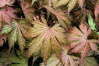 Acer palmatum Ariadne Japon Akçaağaç fidanı