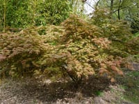 Acer palmatum Ariadne Japon Akçaağaç fidanı