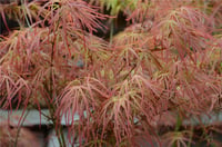 Acer palmatum Atrolineare Japon Akçaağaç fidanı