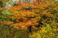 Acer palmatum Atrolineare Japon Akçaağaç fidanı