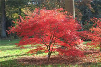 Acer palmatum Atrolineare Japon Akçaağaç fidanı