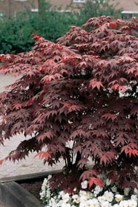 Acer palmatum Atropurpureum Kırmızı Japon Akçaağaç fidanı