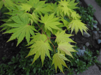 Acer palmatum Aureum Japon Akçaağaç fidanı