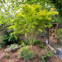 Acer palmatum Aureum Japon Akçaağaç fidanı