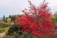 Acer palmatum Beni-maiko Akçaağaç fidanı