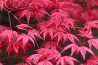 Acer palmatum Beni-maiko Akçaağaç fidanı