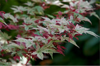 Acer palmatum Beni-maiko Akçaağaç fidanı