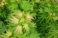 Acer palmatum Berry broom Akçaağaç fidanı