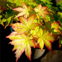 Acer palmatum Bihow Japon Akçaağaç fidanı