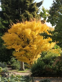 Acer palmatum Bihow Japon Akçaağaç fidanı