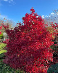 Acer palmatum Brandts Dwarf Japon Akçaağaç fidanı