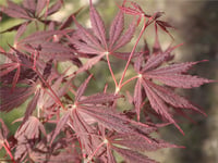 Acer palmatum Burgundy Lace Japon Akçaağaç fidanı