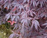Acer palmatum Burgundy Lace Japon Akçaağaç fidanı