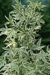 Acer palmatum Butterfly Beyaz alacalı Japon Akçaağaç fidanı