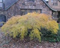 Acer palmatum Dissectum Flavescens Japon Akçaağaç fidanı