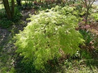 Acer palmatum Dissectum Flavescens Japon Akçaağaç fidanı