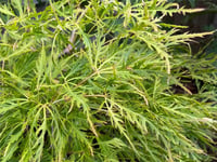 Acer palmatum Dissectum Flavescens Japon Akçaağaç fidanı