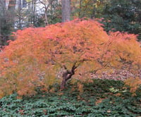 Acer palmatum Dissectum Flavescens Japon Akçaağaç fidanı